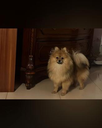 Spitz maschio
