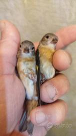 cardinalini e lucherini testa nera