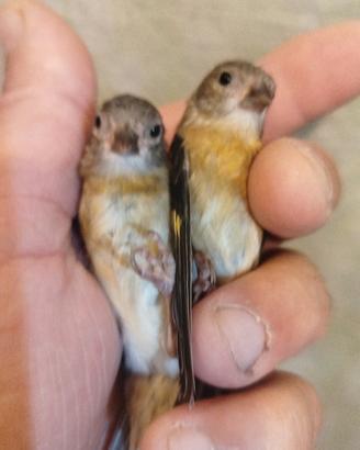 cardinalini e lucherini testa nera