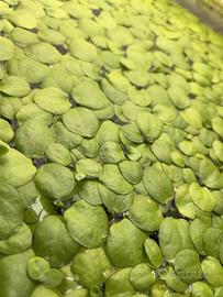Frogbit pianta galleggiante acquario + omaggio
