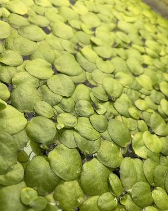 Frogbit pianta galleggiante acquario + omaggio