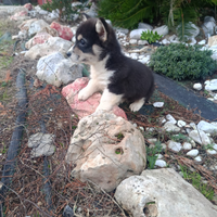 Welsh Corgi Pembroke con pedigree ENCI