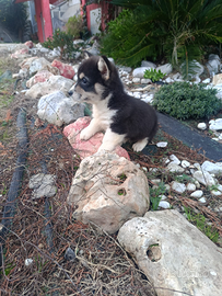 Welsh Corgi Pembroke con pedigree ENCI