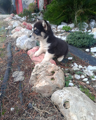 Welsh Corgi Pembroke con pedigree ENCI