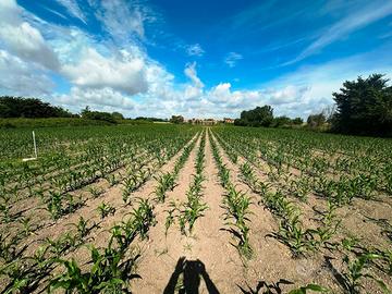 S2 terreno agricolo in zona masseria adinoldi