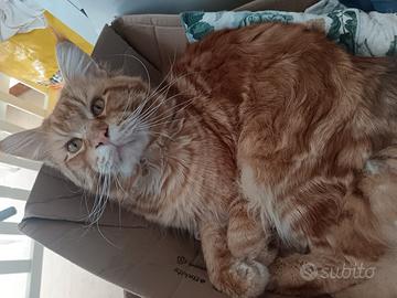 Maine Coon maschio intero