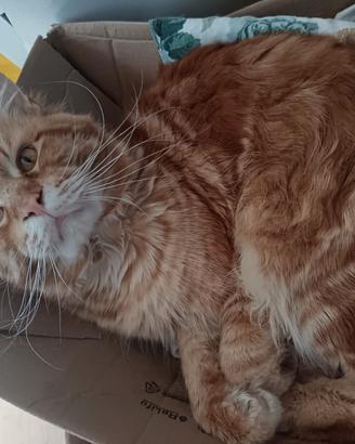 Maine Coon maschio intero