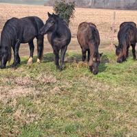 Cavalla gravida con Puledro di 9 mesi