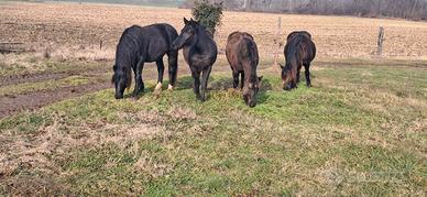 Cavalla gravida con Puledro di 9 mesi
