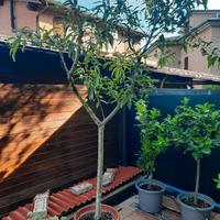 Albero di Pesco 15 anni