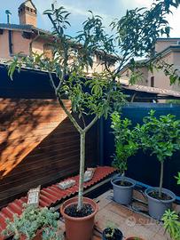 Albero di Pesco 15 anni