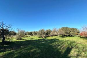 Terreno Agricolo Castel Sant'Elia