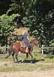 Cavallo Tilfetano venduto