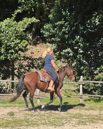 Cavallo Tilfetano venduto