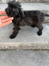 Cucciola di Maltipoo Toy