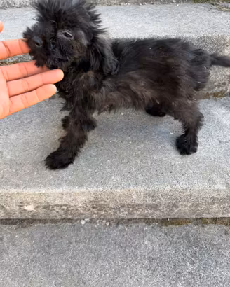 Cucciola di Maltipoo Toy