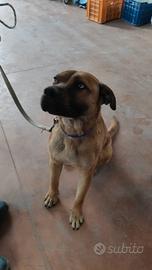 Cucciolo di taglia media