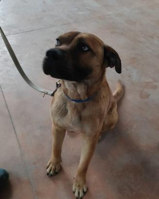 Cucciolo di taglia media