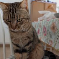 Gattino di un anno e mezzo