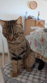 Gattino di un anno e mezzo