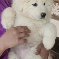 Cuccioli di pastore maremmano abruzzese e