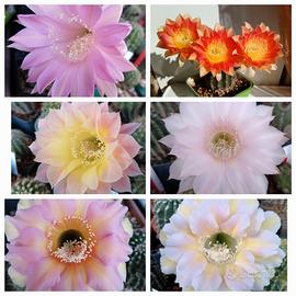 Echinopsis e tricho cactus con fiori colorati