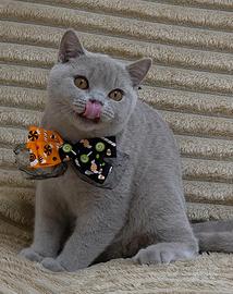 British shorthair femmina