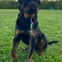 Rottweiler maschio