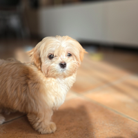Maltipoo toy