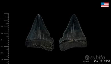 Dente A1 superiore squalo bianco