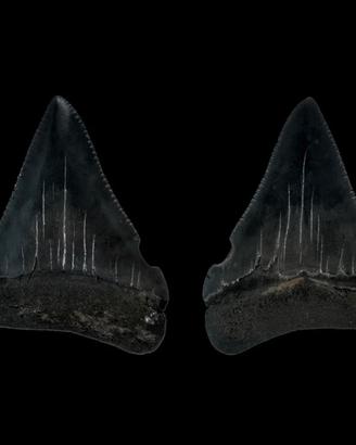 Dente A1 superiore squalo bianco