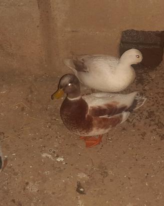 Anatre mignon