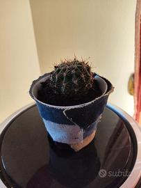 Cactus 🌵