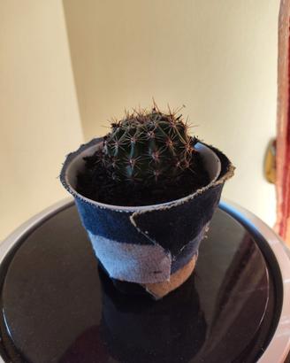 Cactus 🌵