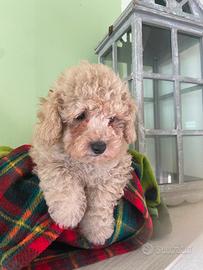 Barboncini ( cuccioli di barboncino)