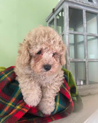 Barboncini ( cuccioli di barboncino)