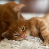 Maine coon gattini