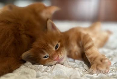 Maine coon gattini