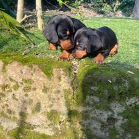Cuccioli di bassotto nano
