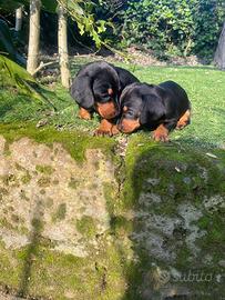 Cuccioli di bassotto nano