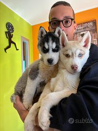 Disponibili Husky