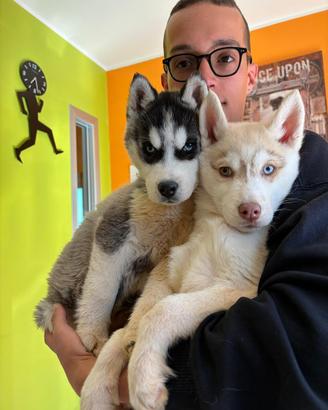 Disponibili Husky
