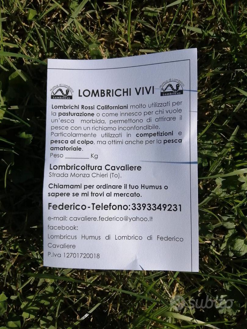 Lombrichi rossi californiani vivi 1 kg 30€ - Giardino e Fai da te In  vendita a Torino