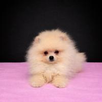 Cucciola di pomerania