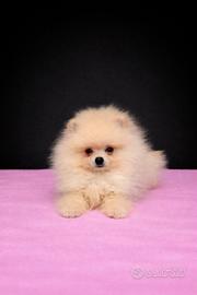Cucciola di pomerania