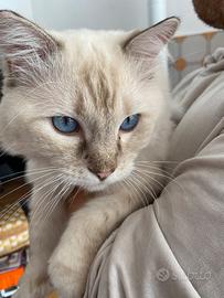  Ragdoll Tabby Point Chocolate  per monte 