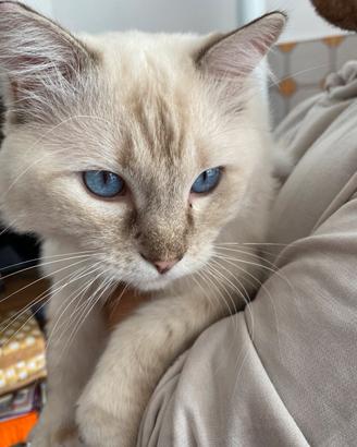  Ragdoll Tabby Point Chocolate  per monte 