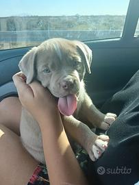 Thor - American Bully XL