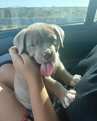 Thor - American Bully XL