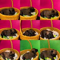 Cuccioli di malinois